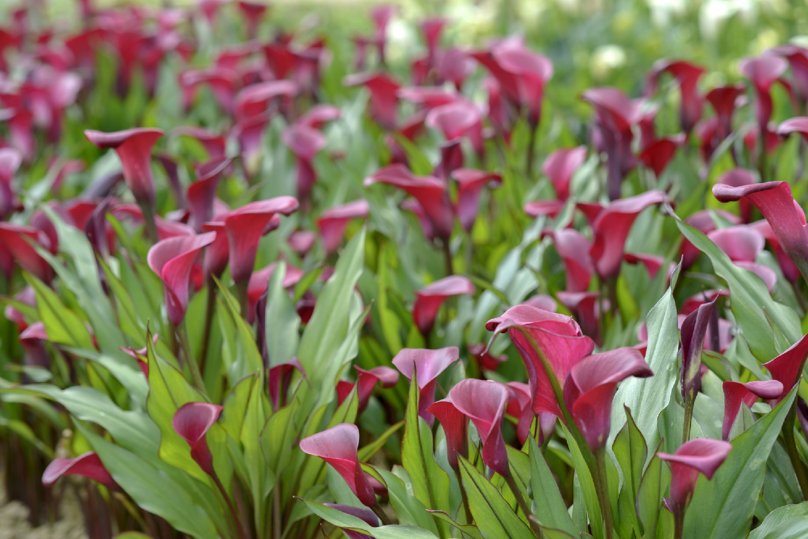 オランダカイウ属 Zantedeschia 花言葉 学名 よくある質問 Picturethis