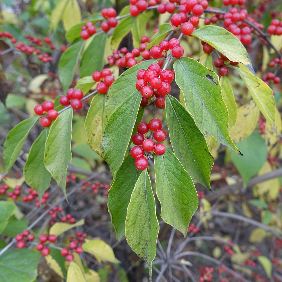 金銀忍冬 Lonicera Maackii 照顧 繁殖 開花時間 Picturethis