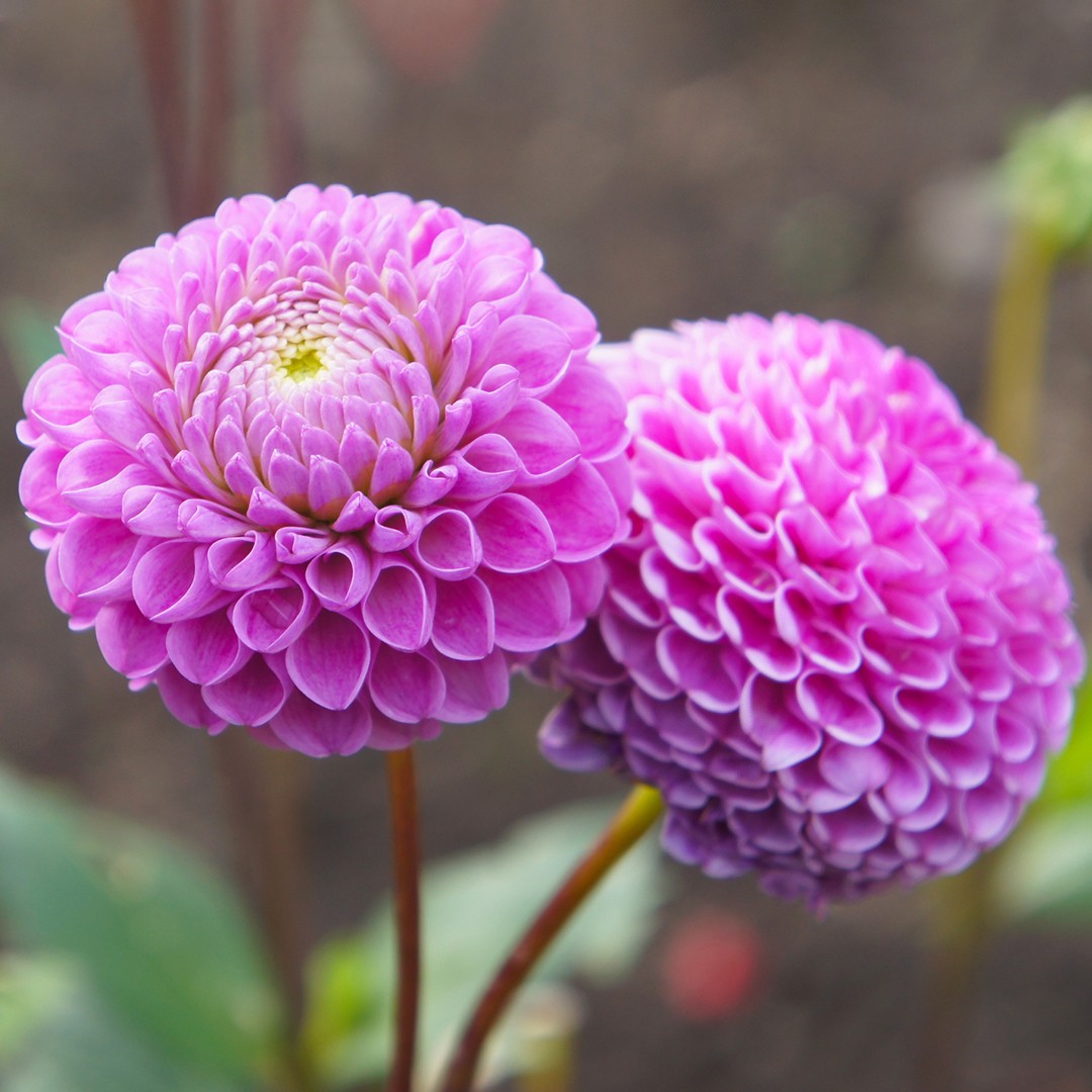 Garden dahlia (Dahlia pinnata) Flower, Leaf, Care, Uses - PictureThis