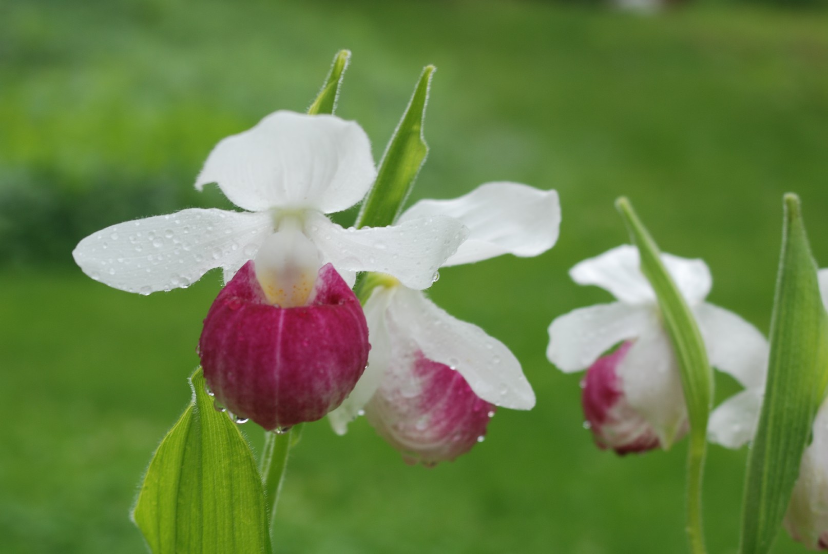 Cypripedium Reginae 照顧 種植 繁殖 開花時間 Picturethis