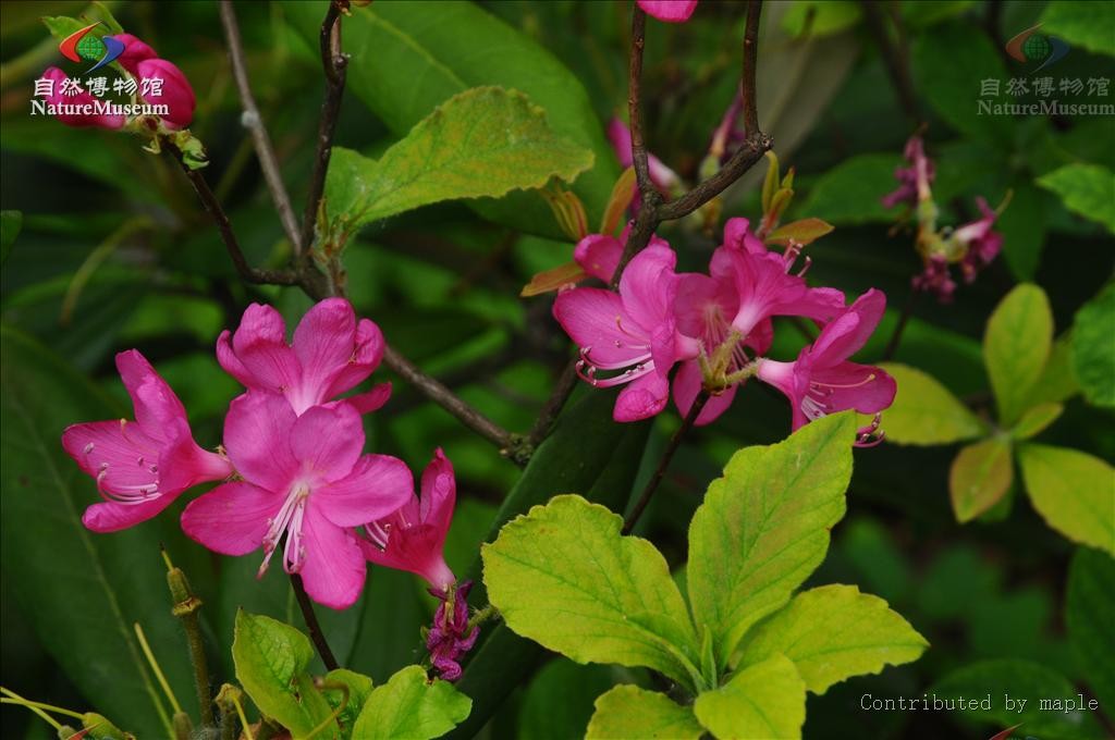 ムラサキヤシオツツジ（紫八汐躑躅） (Rhododendron albrechtii) 花言葉，毒性，よくある質問 - PictureThis