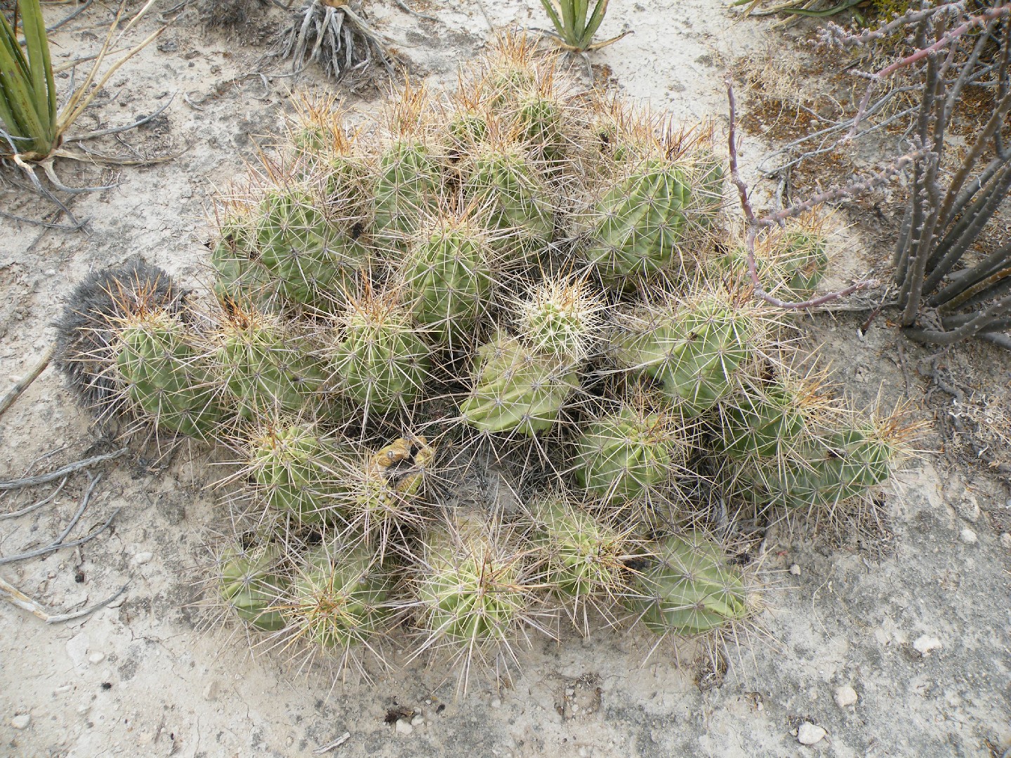 エキノケレウス属 (Echinocereus) 花言葉，毒性，よくある質問 - PictureThis