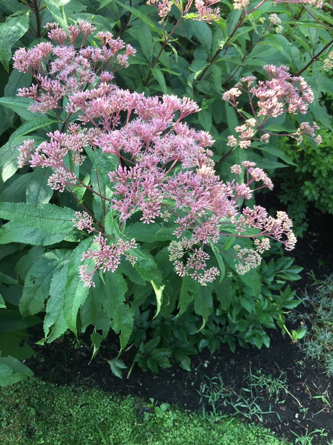 フジバカマ 藤袴 Eupatorium Japonicum 花言葉 学名 よくある質問 Picturethis