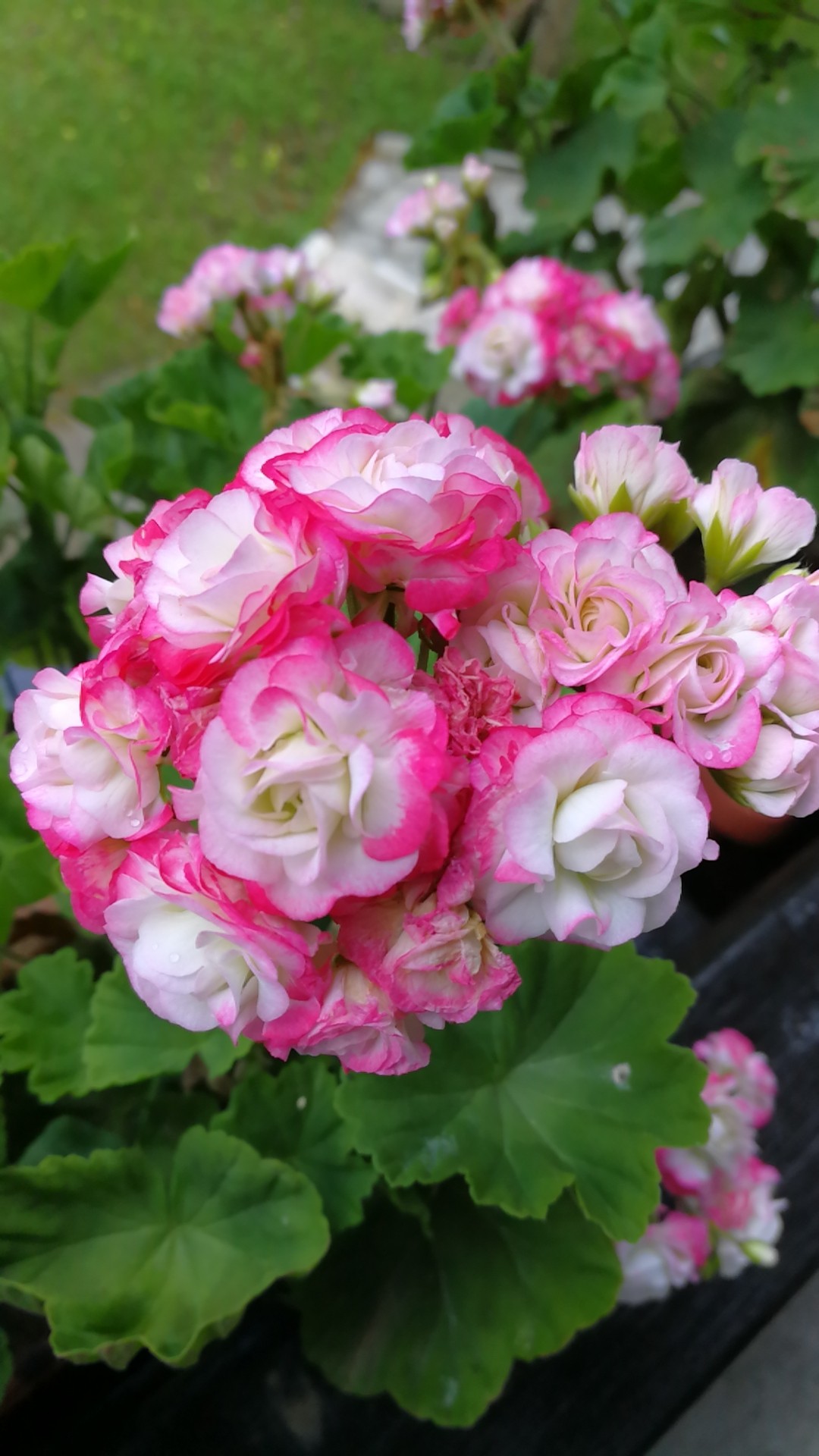 Pelargonium Hortorum Appleblossom Rosebud Pelargonium Hortorum Appleblossom Rosebud Picturethis