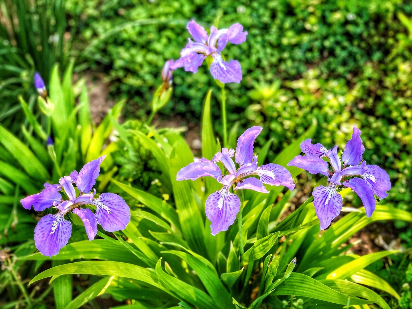 are iris plants poisonous to cats and dogs