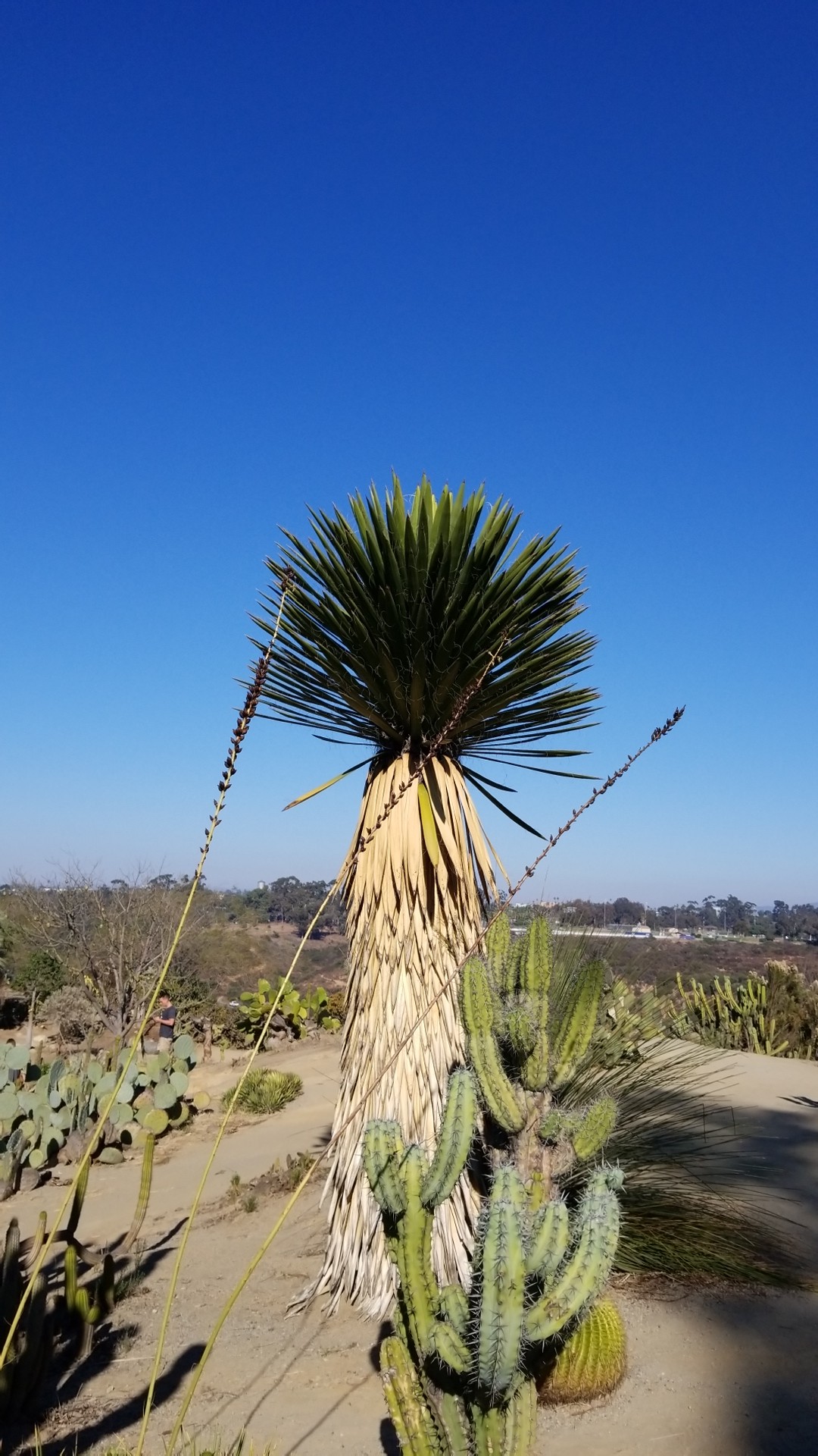 ユッカ カルネロサーナ Yucca Carnerosana 花言葉 学名 よくある質問 Picturethis