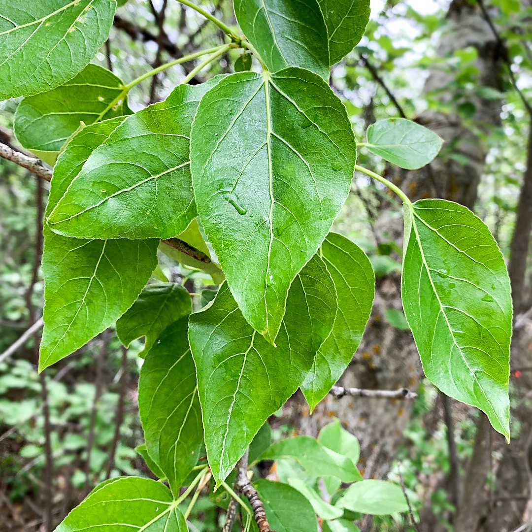 バルサムポプラ Populus Balsamifera 花言葉 毒性 よくある質問 Picturethis