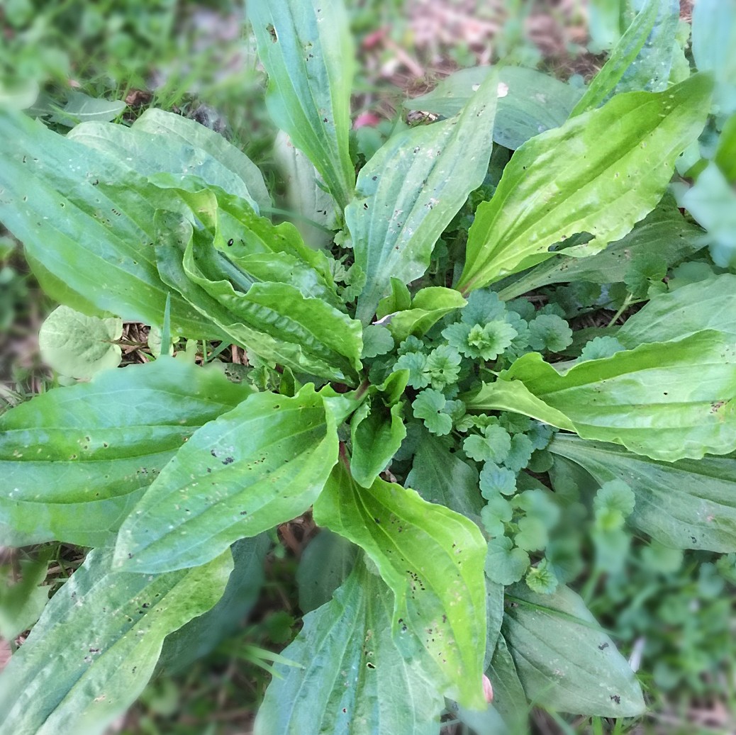 オオバコ属 Plantago 花言葉 学名 よくある質問 Picturethis