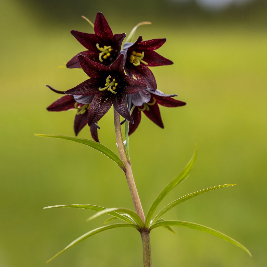 クロユリ 黒百合 Fritillaria Camschatcensis 花言葉 学名 よくある質問 Picturethis
