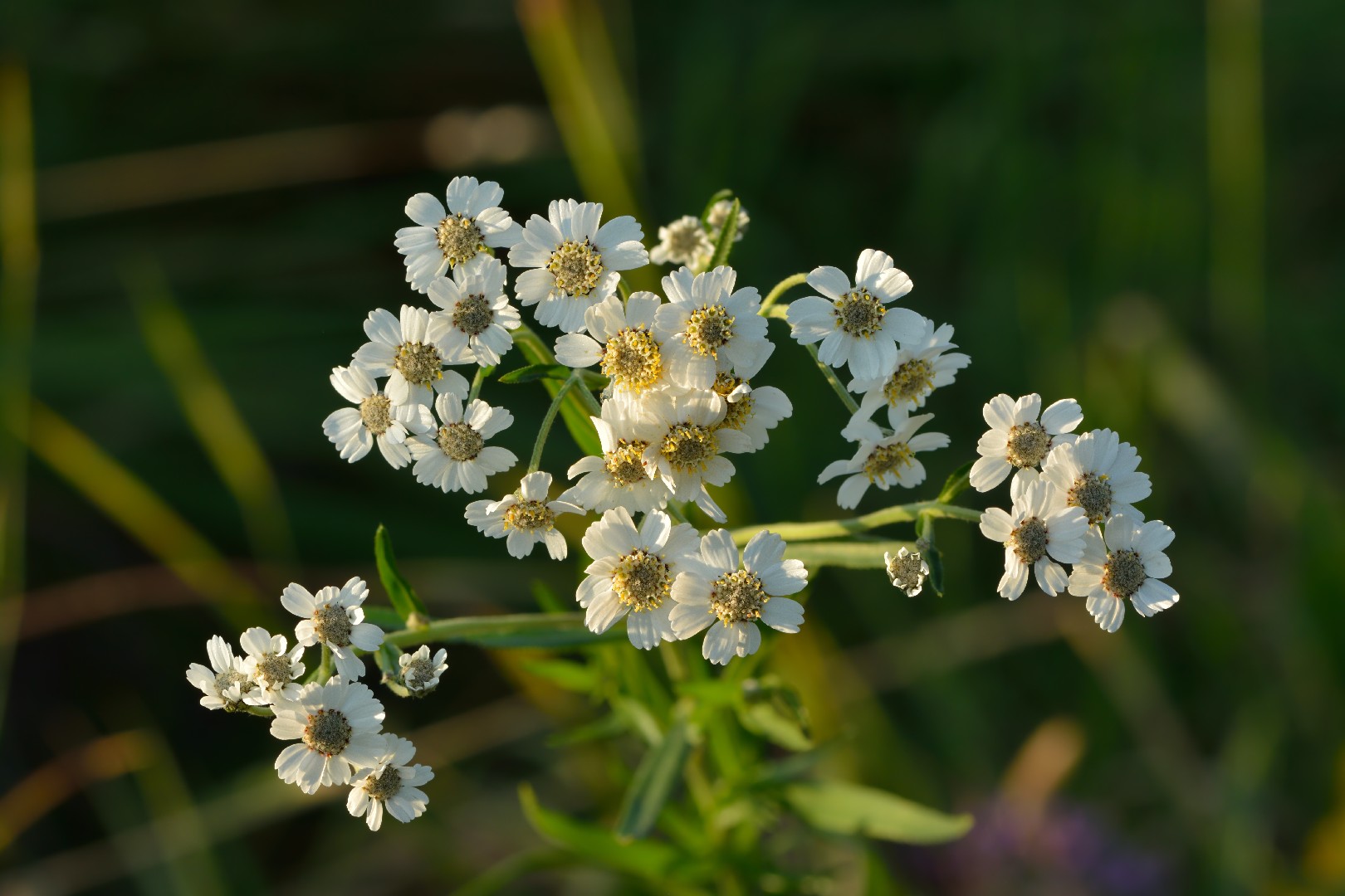 Achillea Ptarmica 花言葉 学名 よくある質問 Picturethis