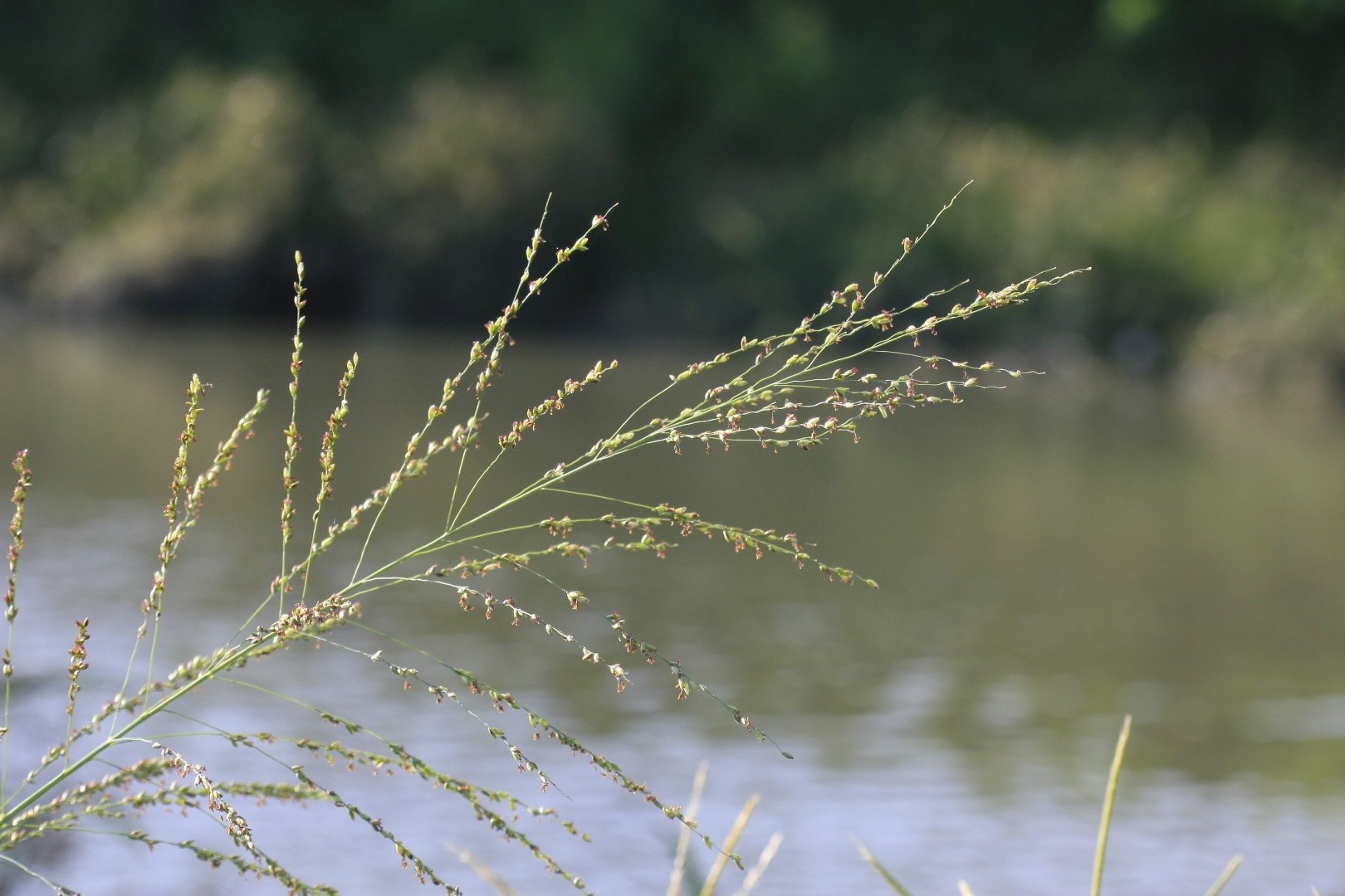 Description Of Panicum Maximum