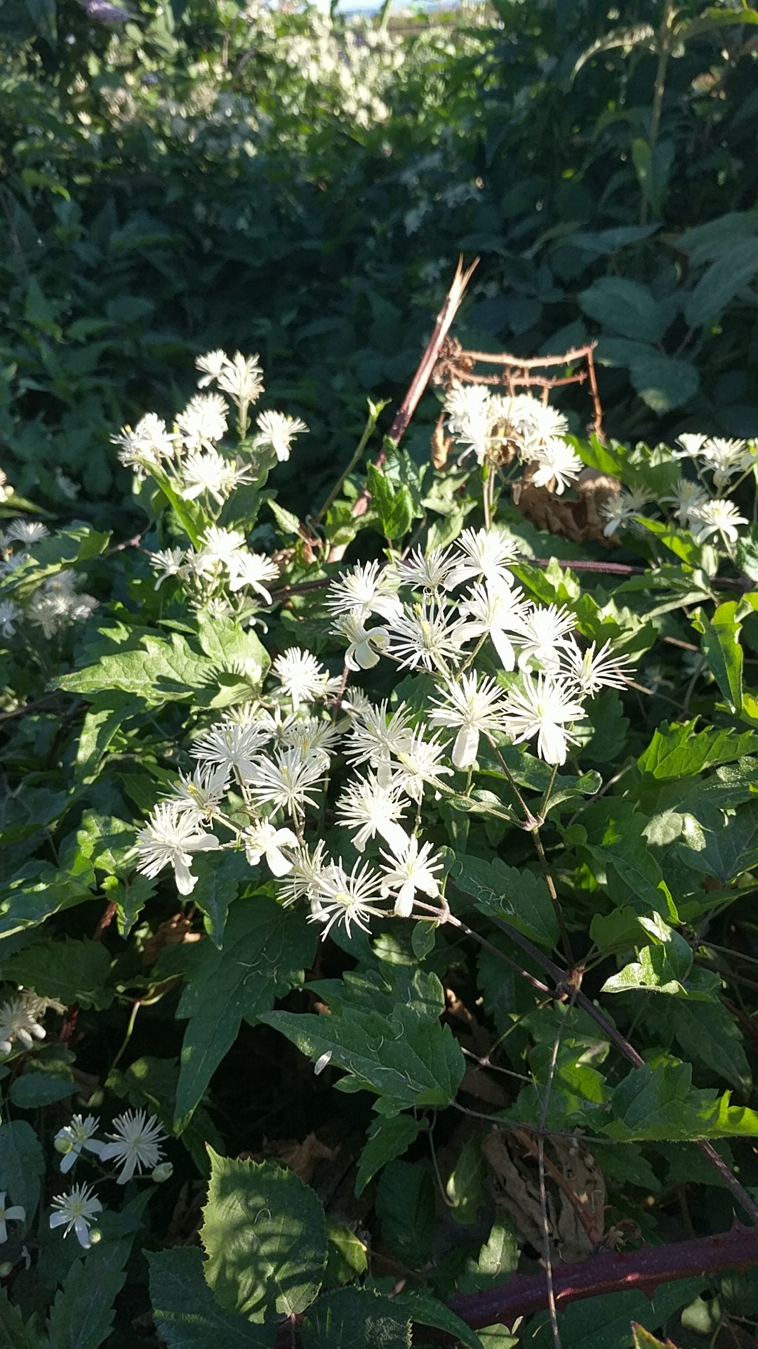 クレマチス ビタルバ Clematis Vitalba 日常養生 Picturethis