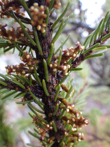 Eastern dwarf mistletoe (Arceuthobium pusillum) Flower, Leaf, Uses ...