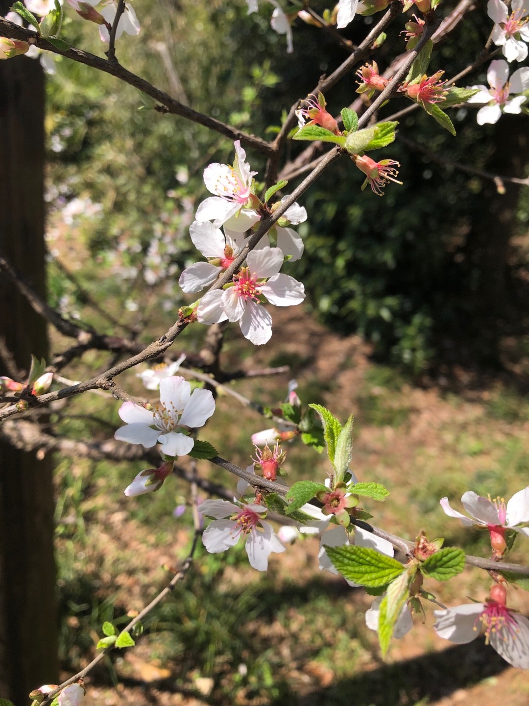 ユスラウメ 梅桃 Prunus Tomentosa 花言葉 学名 よくある質問 Picturethis