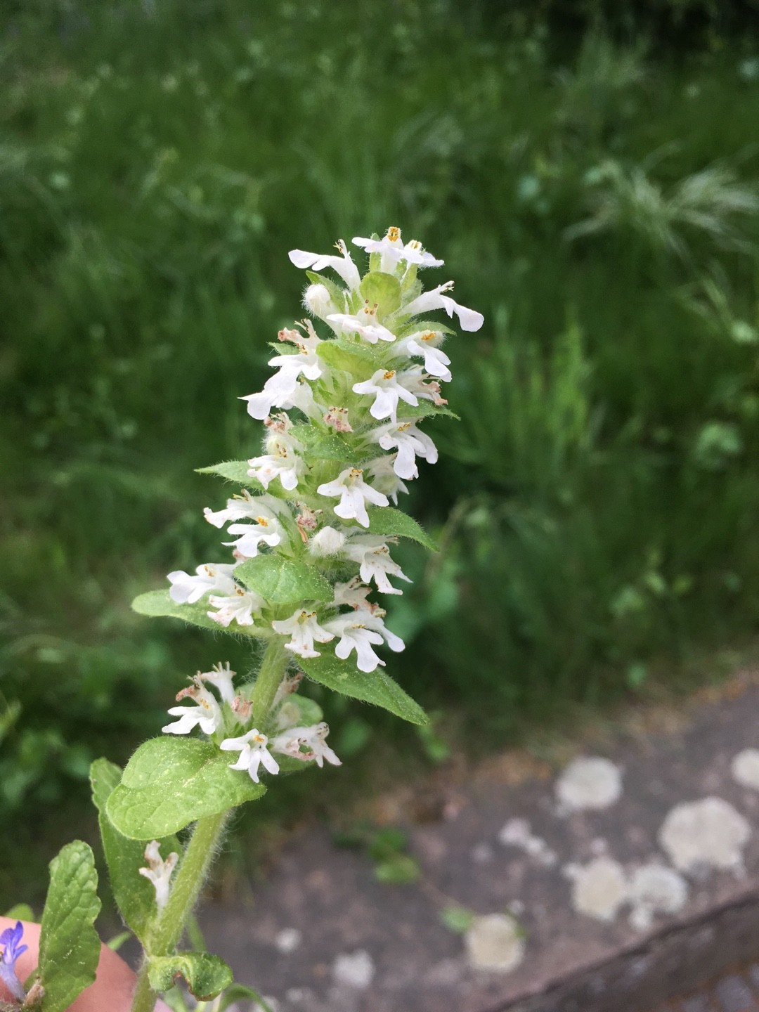 キランソウ 金瘡小草 Ajuga Decumbens 花言葉 学名 よくある質問 Picturethis