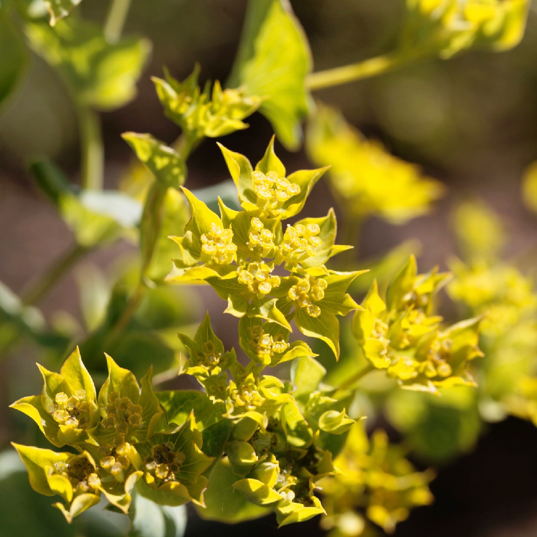 ブプレウルム Bupleurum Rotundifolium 花言葉 毒性 よくある質問 Picturethis