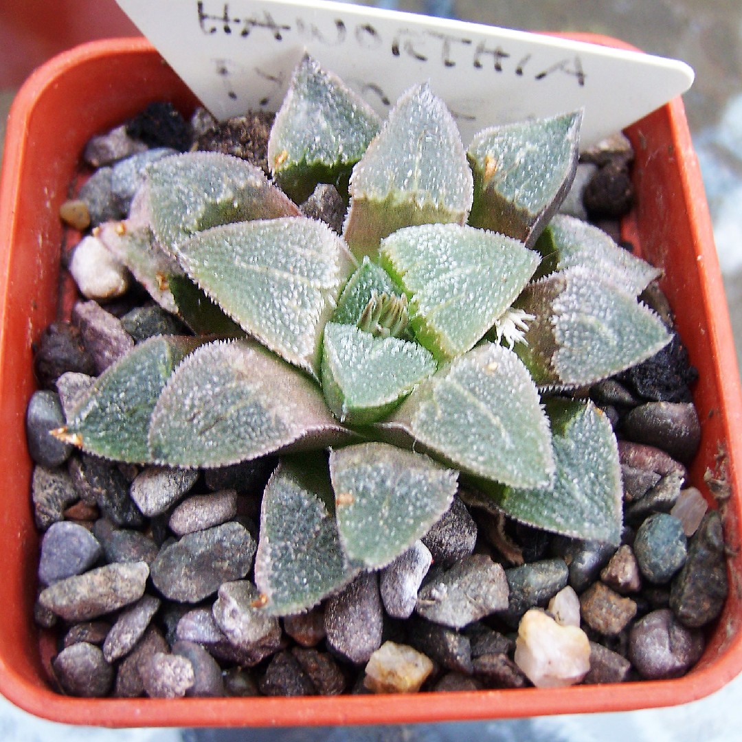 Haworthia Pygmaea 花言葉 学名 よくある質問 Picturethis