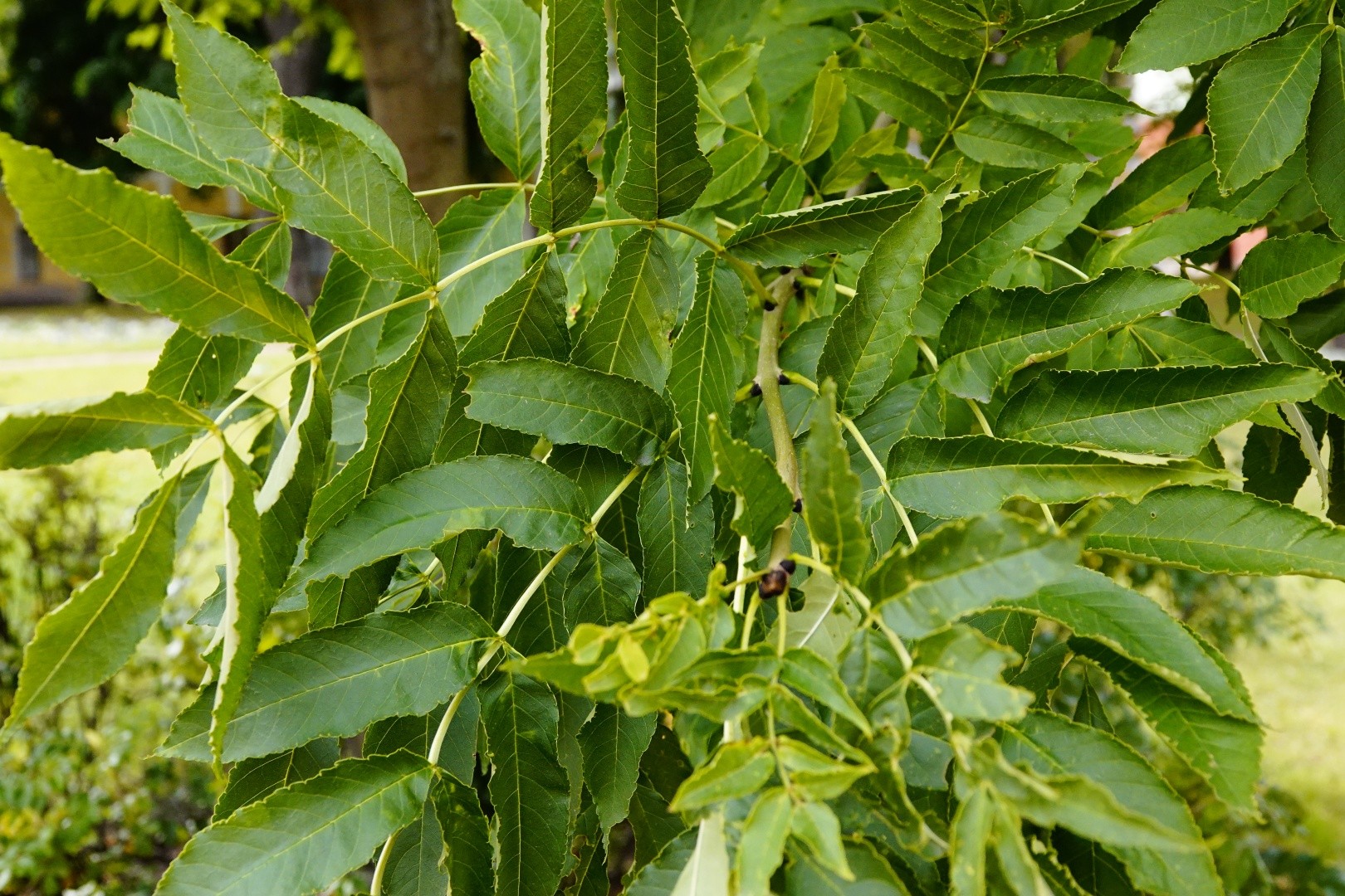 Fraxinus excelsior - PictureThis