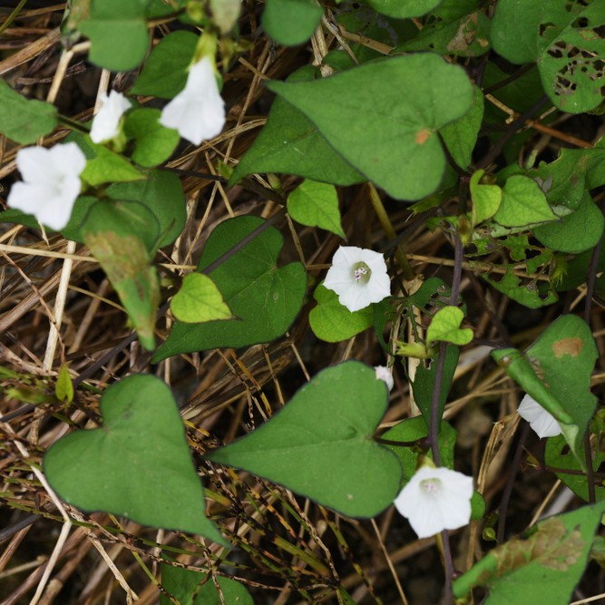 マメアサガオ Ipomoea Lacunosa 花言葉 学名 よくある質問 Picturethis