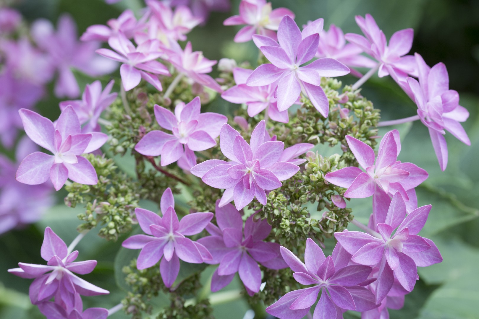 Hydrangea Macrophylla 'Romance' - PictureThis