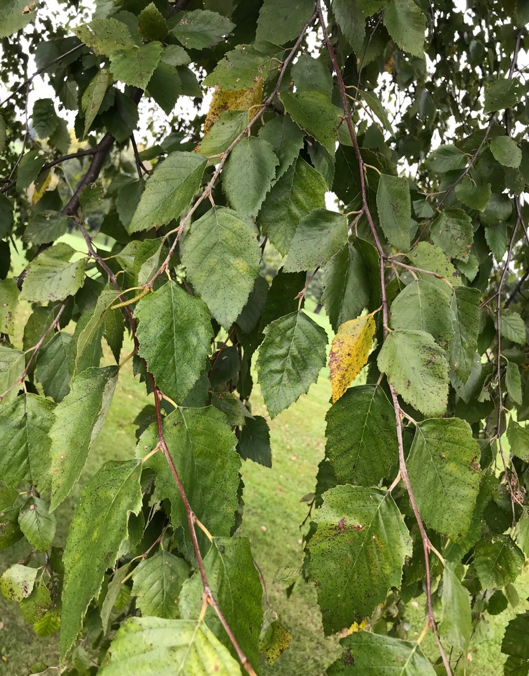 ヨーロッパシラカバ Betula Pubescens 花言葉 毒性 よくある質問 Picturethis