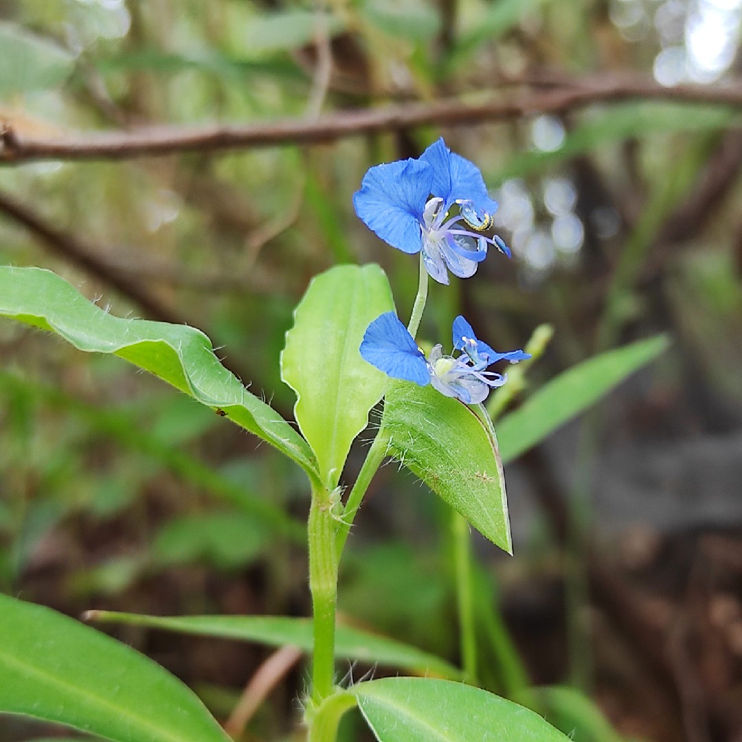 マルバツユクサ 丸葉露草 Commelina Benghalensis 花言葉 毒性 よくある質問 Picturethis