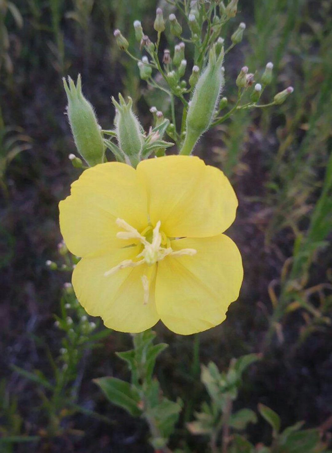 マツヨイグサ 待宵草 Oenothera Stricta 花言葉 学名 よくある質問 Picturethis